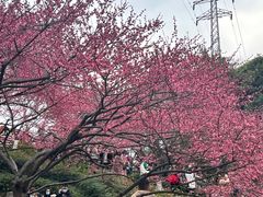 -重庆彩云湖湿地公园