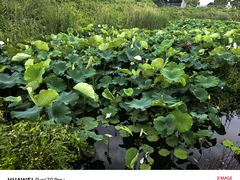 -隔田烧鸡