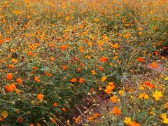 -兰陵国家农业公园