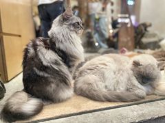 -越秀西湖花市(广州城市广场花卉店)