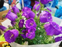 -双季花艺园艺市场(浦东店)