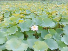 -荷塘月色湿地公园·向阳花洲