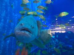 -成都浩海立方海洋公园