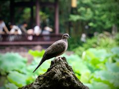 -成都杜甫草堂博物馆