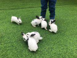 -萌宠亲子动物乐园(槐房万达店)