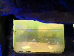 -上海大自然野生昆虫馆(东方明珠·爬宠昆虫探索中心)