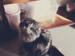 -名猫咖啡馆·撸猫·拼豆