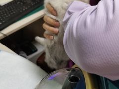 -A猫a狗全科·犬猫异宠·芥西宠物医院(南开总院)