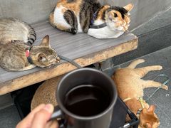 -Again Coffee Roaster(香蜜湖店)