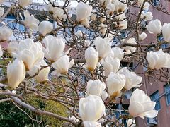 -东升八家郊野公园