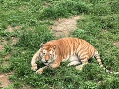 -西霞口神雕山野生动物世界