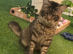 -袖虎·猫馆(体育西路店)