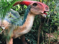 -呀路古热带植物园