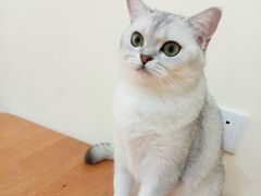 猫-滚猫咖啡·猫咖·猫友好撸猫(未来城店)
