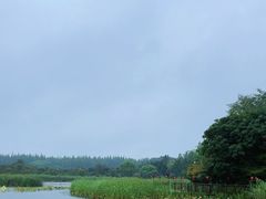 -东平国家森林公园