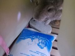 -严国平动物医院(德政总院)