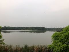 -大湾区中央湿地公园