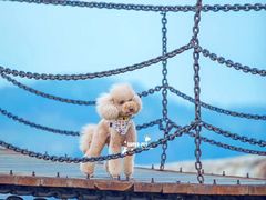 -超宠爱宠物摄影-Super pet