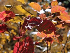 -北京西山国家森林公园