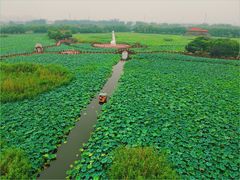 -荷塘月色湿地公园·向阳花洲