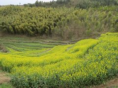 -灵山景区梯田