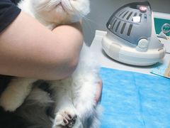 -关爱宠物医院·猫科中心·消化科(滨湖万达分院)