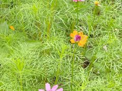 -金陵中学(河西分校)