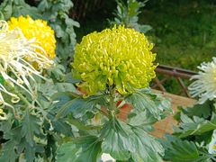 -国家植物园