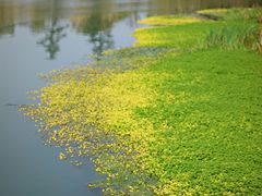 -桤木河湿地公园