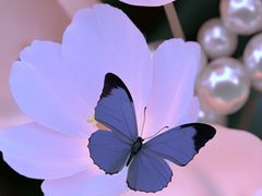 -紫丁香饭店-中餐厅