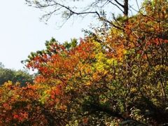 -风云岭森林公园