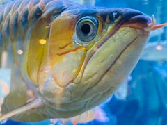 -上海海洋水族馆