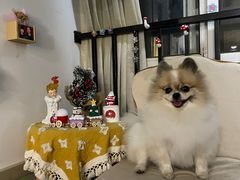 -FAELING PETS美天灵宠物(合生汇店)