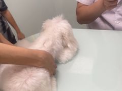 -宠福鑫康馨动物医院·骨科·眼科