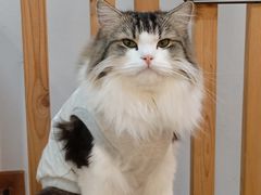 -柴迷FANS CLUB·柴犬狗咖·猫咖