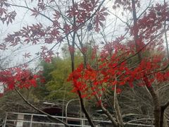 -宁波浙东大竹海景区