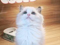 -猫十亿·布偶金渐层·曼基康矮脚猫舍(青年路店)