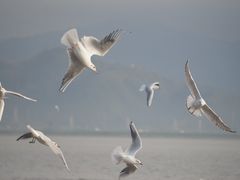 -深圳湾公园(南山区)