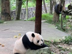-都江堰中华大熊猫苑