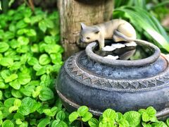 景点-清迈女子监狱马杀鸡(无分店)