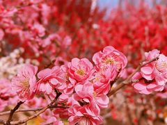 -鹫峰国家森林公园