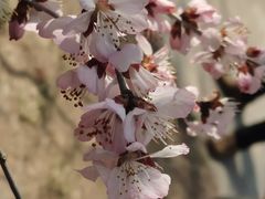 -桃花堤公园