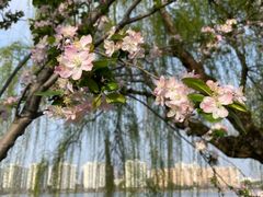 -莫愁湖公园