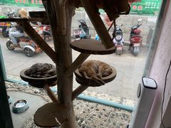 -喵屿·大理花园猫咖