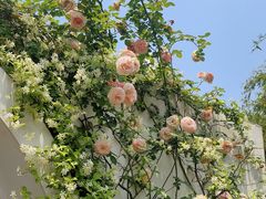 -白鹭湾湿地公园