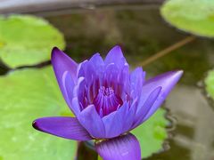 -深圳仙湖植物园