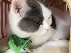 -猫大福·Fortune Cat猫舍(百子湾店)