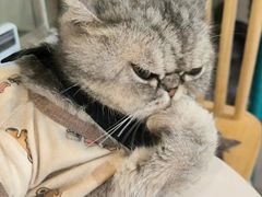 -楼上猫咖(罗湖店)
