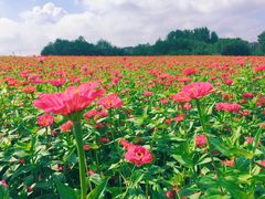-莲花山花海