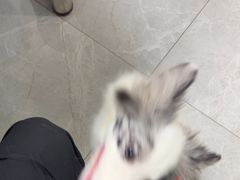 -中农国际动物医院24小时·猫科·骨科·急重症中心